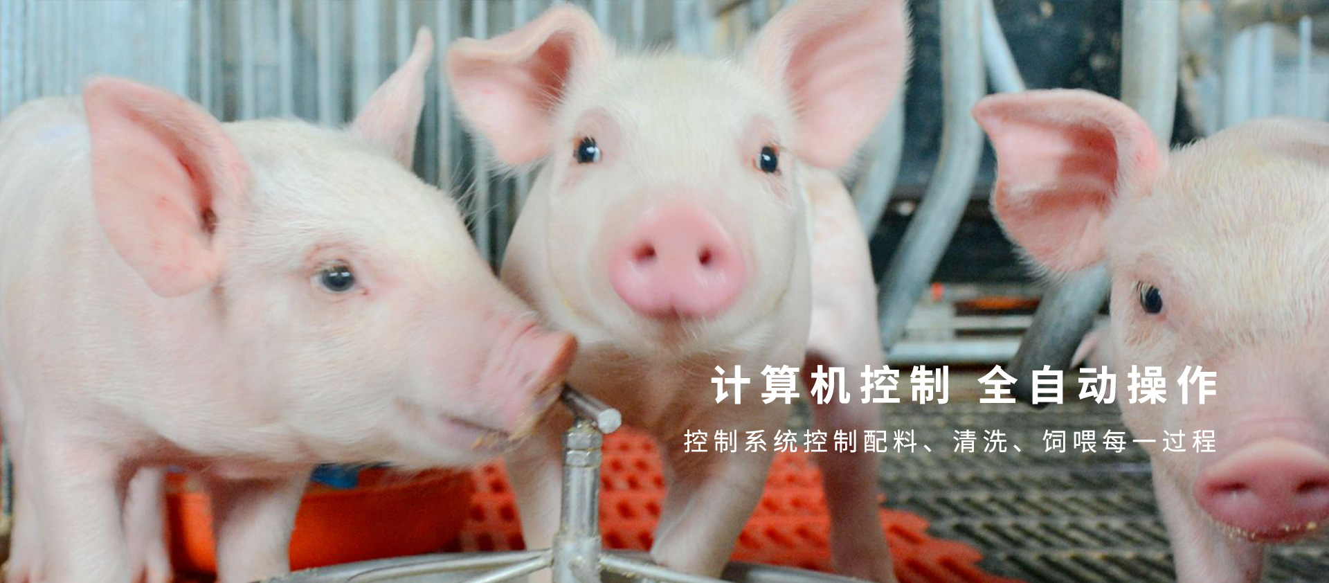 塞爾特液態(tài)飼喂