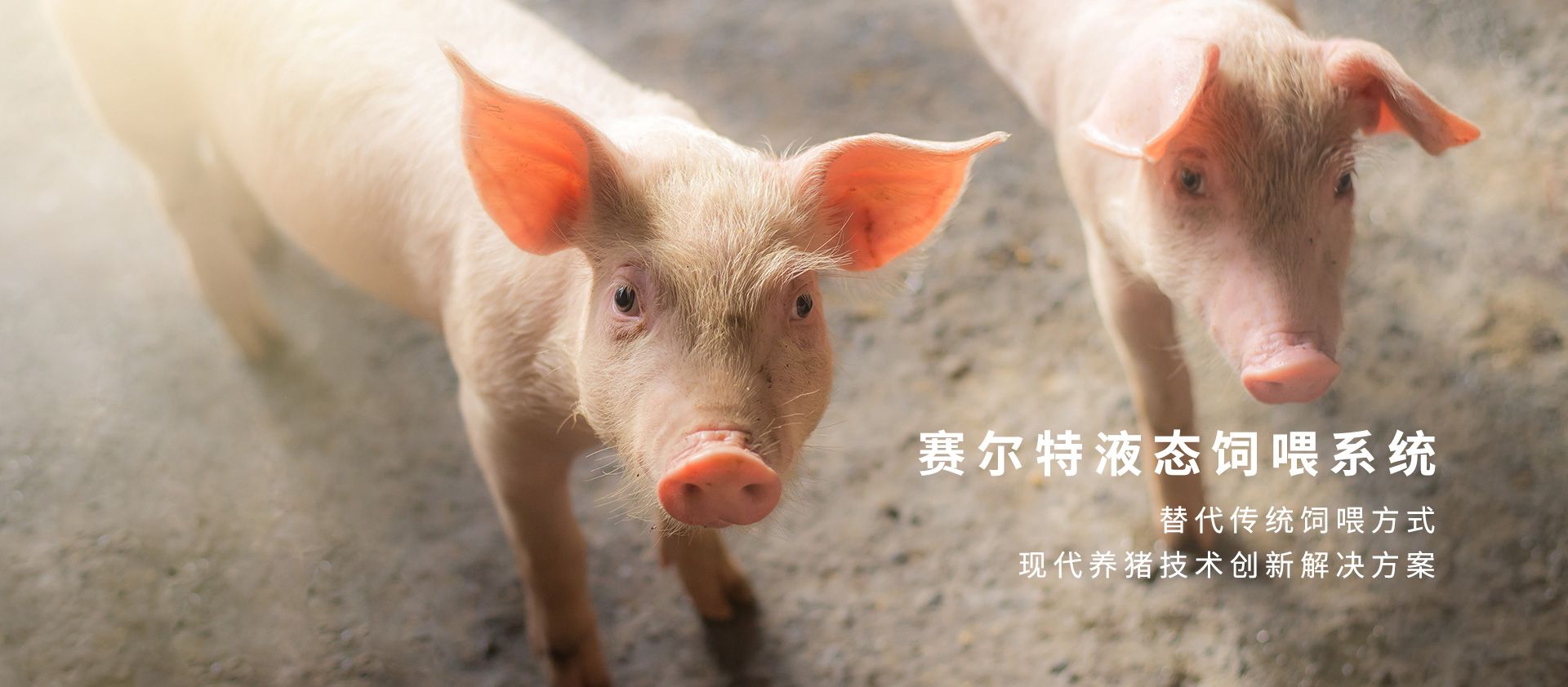 賽爾特自動(dòng)化